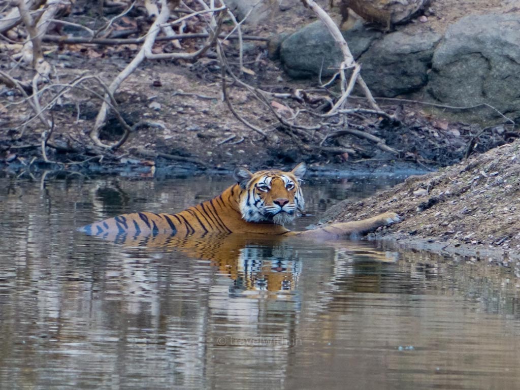 Tiger cooling off in the summer heat